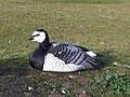 Apácalúd (Branta leucopsis)