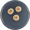 Aspergillus silvaticus growing on CYA plate