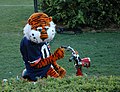 Aubie