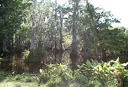 A Big Cypress Nemzeti Rezervátum egy vizes élőhelyi paradicsom, amely szubtrópusi élőhelyet zár magába