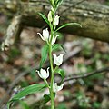 Weißes Waldvögelein (Cephalanthera damasonium)