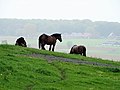 Miniatuurafbeelding voor de versie van 9 sep 2021 21:37