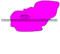 DNA is identified by the CAS9 protein and envelops the DNA strand. Inside, the CAS9 protein reads and matches DNA strands with previous DNA that was obtained by virus invasions in the past. The DNA is matched and relays information to the rest of the cell. In the model, the DNA strand in the pentagon represents the DNA that is being identified and matched to the new, longer DNA strand.