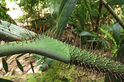 Spiny stem