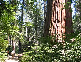 Wandelpad door een standplaats van reuzensequoia's in het Calaveras Big Trees State Park