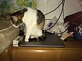 Computer Katze (nicht Maus) "Toja"