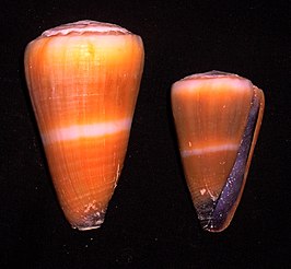 Conus flavidus