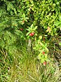 Cornus suecica fruits