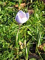 Crocus chrysanthus 'Skyline'