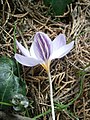 Crocus laevigatus 'Fontenayi' side view