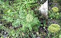 Daucus pusillus