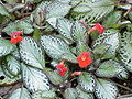 Episcia reptans