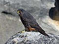 Nieuw-Zeelandse valk (Falco novaeseelandiae)