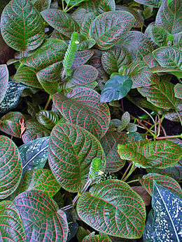 Piroserű hálóslevél (Fittonia albivenis)