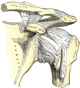 {De linkerschouder, het acromioclaviculairgewricht en de ligamenten van de scapula (het processus coracoideus is in het midden te zien).