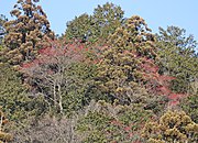 Individuals in a forest in Japan