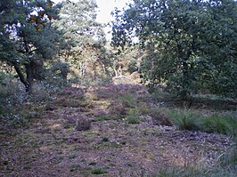 een van de weinige stukjes heide