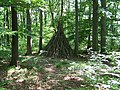 Berggipfel mit starkem Bestand aus Laubwald, dies von Buchen dominiert