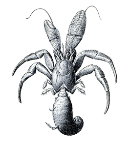 Pagurus ochotensis