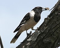 Pied Butcherbird