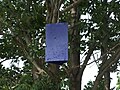 Emerald ash borer trap