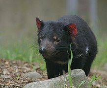 Tasmanian devil