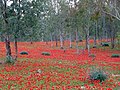 Kronen-Anemonenteppich im Frühling in Israel