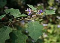 Solanum violaceum