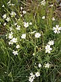 Stellaria holostea