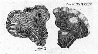 Agaricus pectunculi forma, oblongus luteus (J. Buxbaum, 1728)