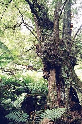 Wald im Tarra-Bulga-Nationalpark