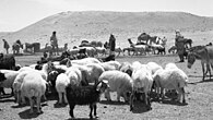 Israeli Bedouin with their herds at Tel Malhata in 1955, where the Nevatim Airbase is now located