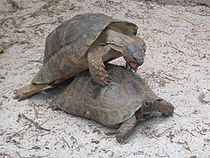 Paring van de klokschildpad.