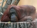 Orangutan