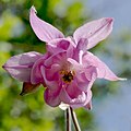 Gewöhnliche Akelei (Aquilegia vulgaris)