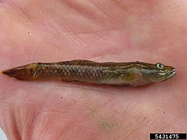 Rhinogobius brunneus