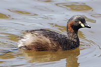 Australasian Grebe