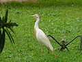 Kuhreiher Cattle Egret