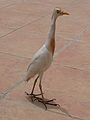 Kuhreiher Cattle Egret