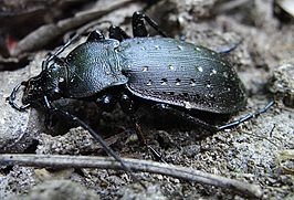 Carabus hortensis