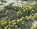 Castilleja mollis