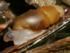 left side view of beige snail with a bit darker head and with brown oblong shell