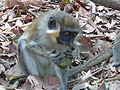 Grüne Meerkatzen Green Monkey