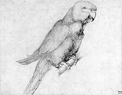 Albrecht Dürer, Papegaai, ca. 1502-1503, Milaan, Biblioteca Ambrosiana