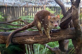 Riesenbeutelmarder (Dasyurus maculatus gracilis)