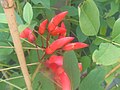 Erythrina crista-galli ?