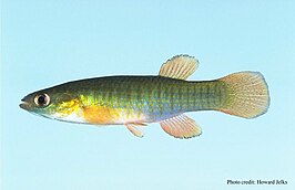 Fundulus cingulatus