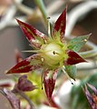 Graptopetalum macdougallii