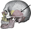 Side view of the skull. Squamosal suture indicated by the black arrows.