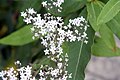 Gypsophila oldhamiana